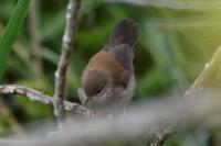 Cettia cetti