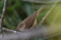 Acrocephalus scirpaceus
