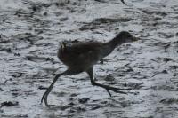 Thalasseus sandvicensis