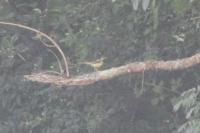 Motacilla cinerea