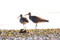 Numenius phaeopus