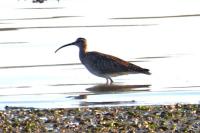 Numenius phaeopus