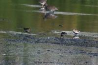 Calidris alpina
