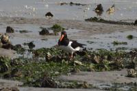Haematopus ostralegus