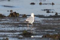 Larus argentatus