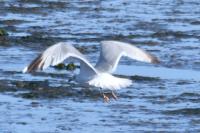 Larus argentatus