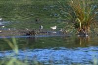 Charadrius dubius