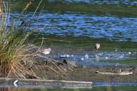 Charadrius dubius