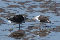 Larus marinus