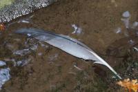 Ardea cinerea