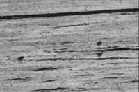 Charadrius alexandrinus