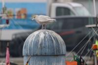 Larus hyperboreus