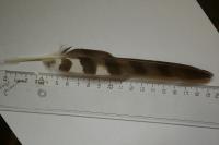 Accipiter nisus