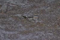 Caprimulgus europaeus