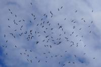 Ciconia ciconia