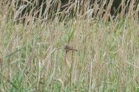 Cisticola juncidis