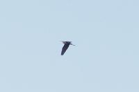 Ardea purpurea