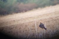 Falco vespertinus