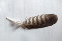 Buteo buteo