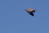 Coracias garrulus