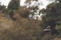 Accipiter nisus