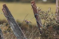 Lanius collurio