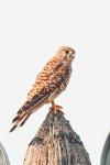 Falco tinnunculus