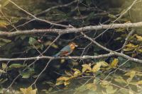Leiothrix lutea
