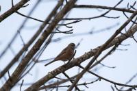 Emberiza cia