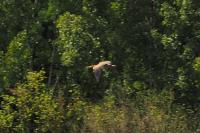 Ardea purpurea