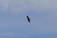 Pandion haliaetus
