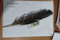 Ardea cinerea