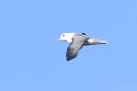 Fulmarus glacialis