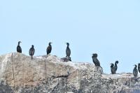 Phalacrocorax aristotelis aristotelis