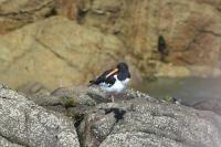 Haematopus ostralegus