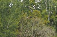 Ardea purpurea