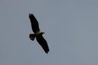 Pandion haliaetus