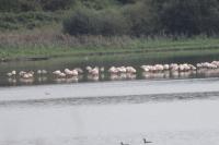 Phoenicopterus roseus