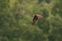 Circus aeruginosus