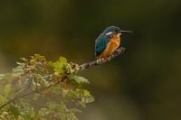 Alcedo atthis