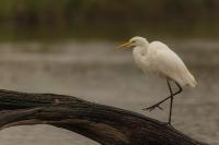 Ardea alba