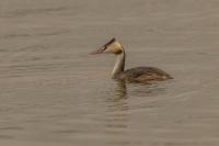 Podiceps cristatus