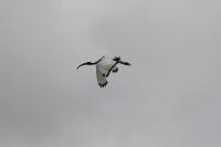 Threskiornis aethiopicus