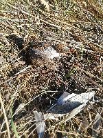 Gallinago gallinago