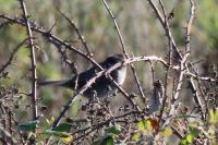 Sylvia melanocephala