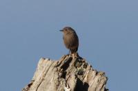 Phoenicurus ochruros