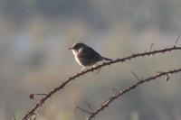 Sylvia melanocephala