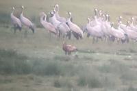 Haliaeetus albicilla