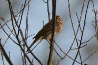 Emberiza schoeniclus