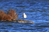 Pluvialis squatarola